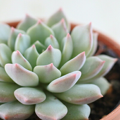 楽天市場】多肉植物 seクラッスラ ダルマ緑塔 多肉植物 クラッスラ 7.5