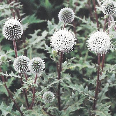 楽天市場】予約販売 宿根草の咲く庭 チーゼル 苗 フロナム 9cmポット