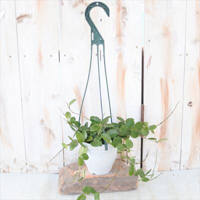 楽天市場 ホヤ マチルダ カルノーサ セルペンス 4号鉢 吊り鉢 サクララン 観葉植物 インテリア おしゃれ フラワーネット 日本花キ流通 楽天市場 ホヤ マチルダ カルノーサ セルペンス 4号鉢 吊り鉢 サクララン 観葉植物 インテリア おしゃれ フラワーネット 日本花キ流通