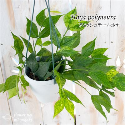 楽天市場】観葉植物 ホヤ カルノーサ クリンクルエイト 10.5cm