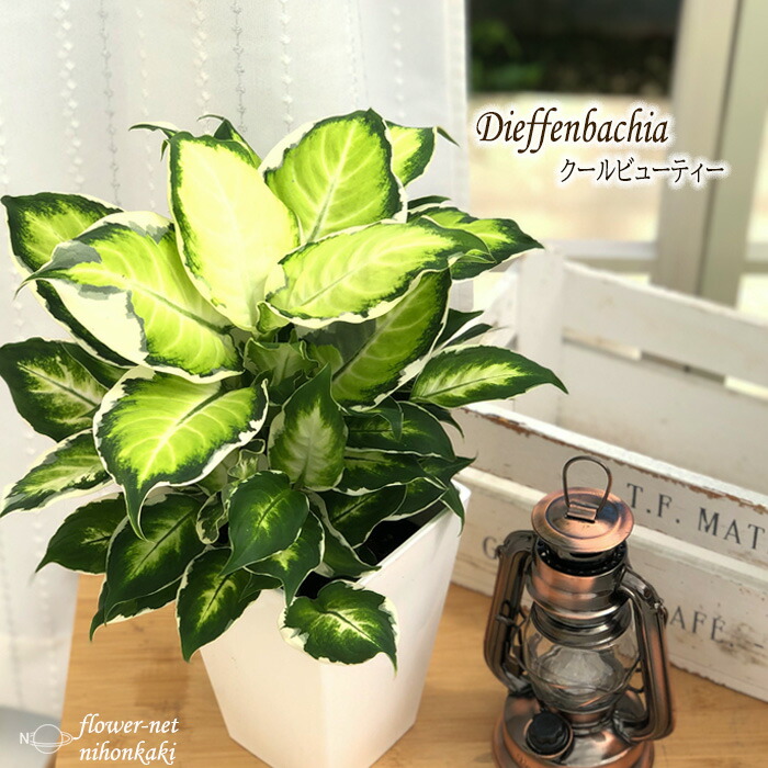 アレカヤシ 6号鉢 送料無料 観葉植物 苗 インテリア おしゃれ スーパーアレカ ヤシ 男女兼用