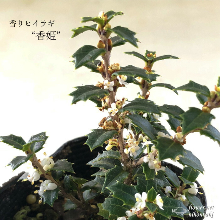 楽天市場 予約販売 香りヒイラギ 香姫 ヒイラギ 柊 姫ヒイラギ 7 5cmポット Toy 2月下旬以降発送 フラワーネット 日本花キ流通