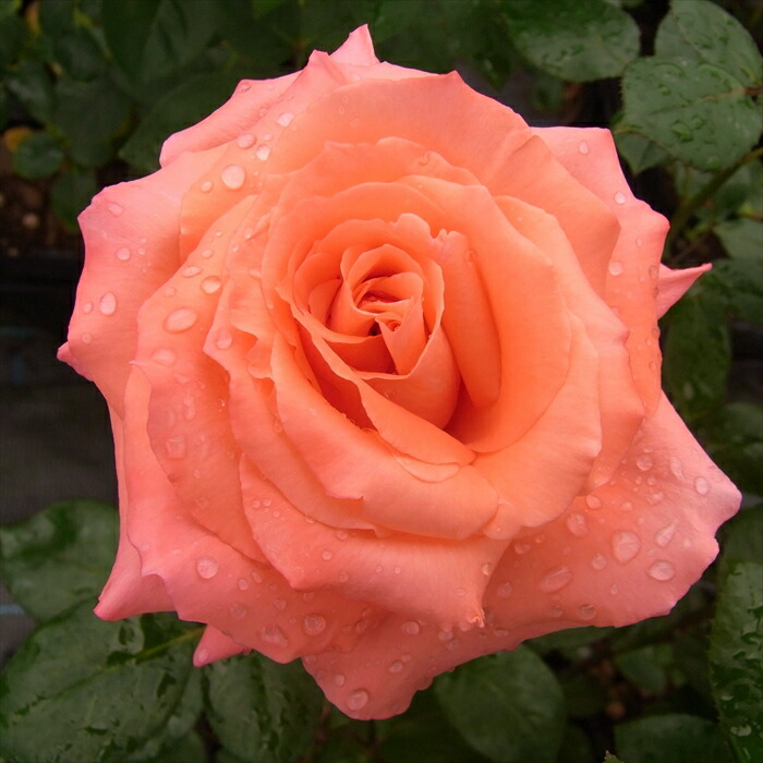 楽天市場】予約販売 バラ 苗 バラ 新苗 大輪 マジックモーメント 木立