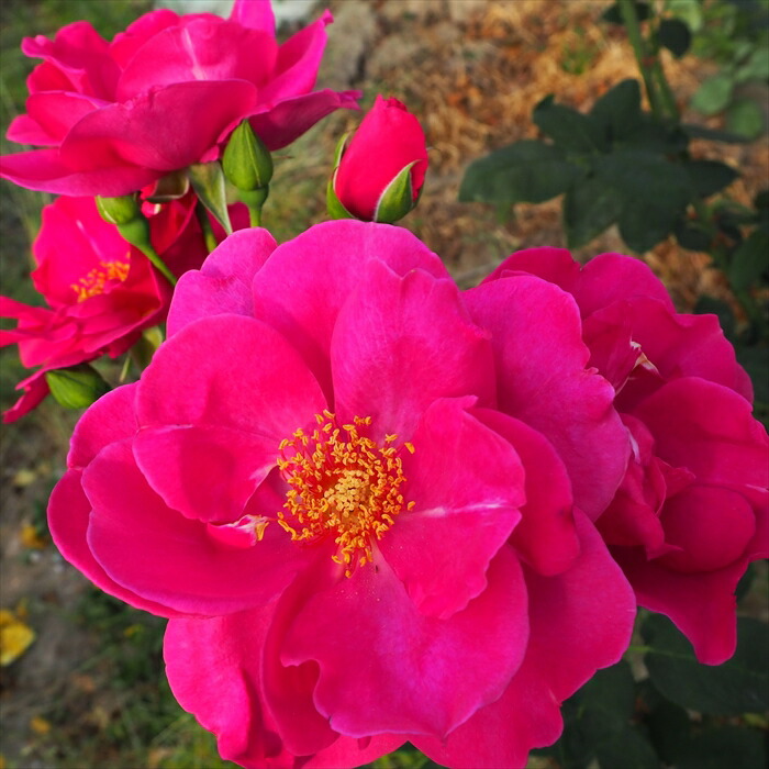 バラ苗　四季咲き　初心者向き　薔薇苗 初めての方におすすめ育てやすいバラ(強健種) | THE ROSE SHOP｜バラ