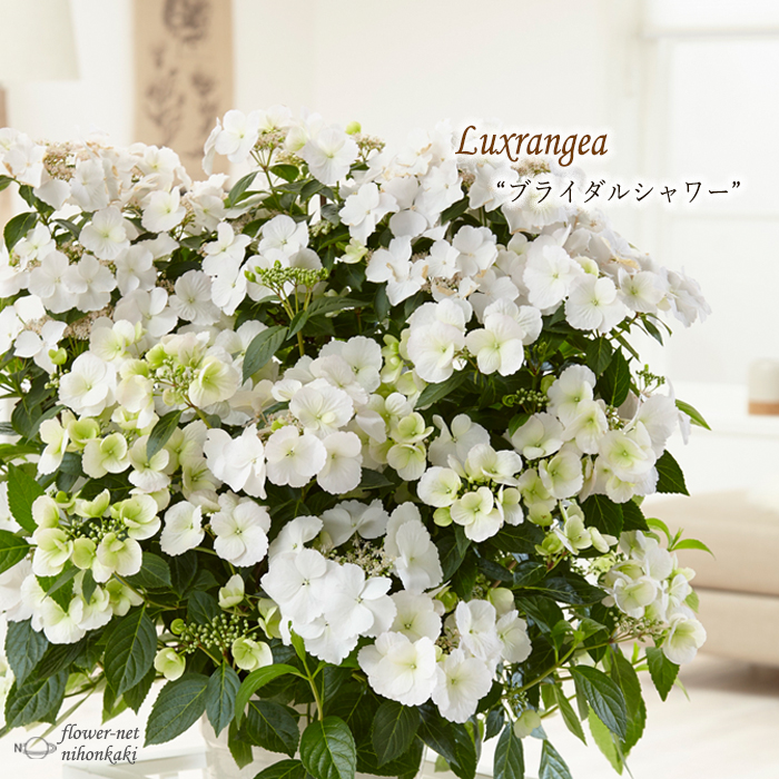 楽天市場】予約販売 アジサイ 四季咲あじさい 霧島の恵 9cm 登録