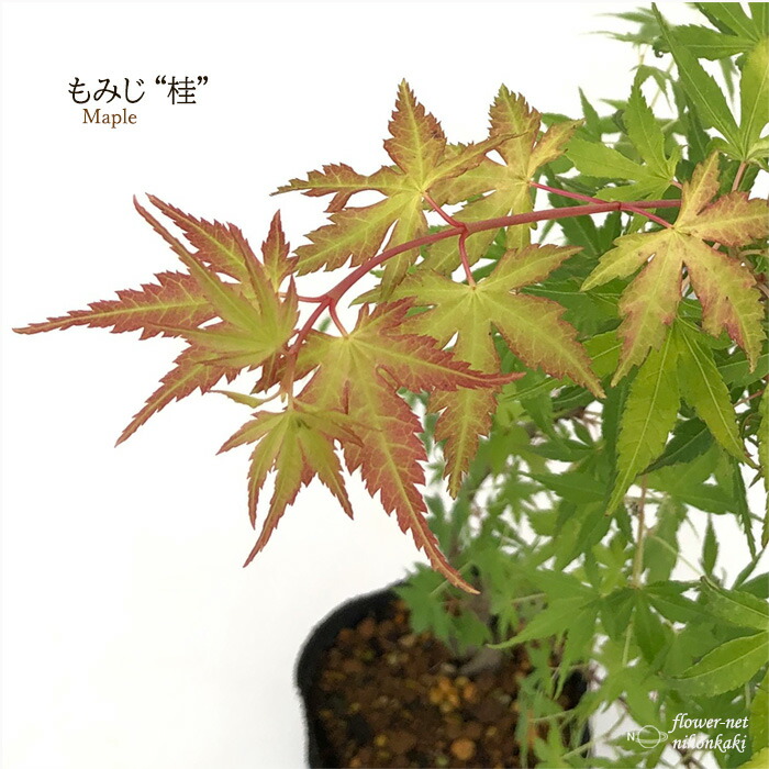 楽天市場】予約販売 もみじ 紅鴫立沢 12cmポット 接木苗 紅葉