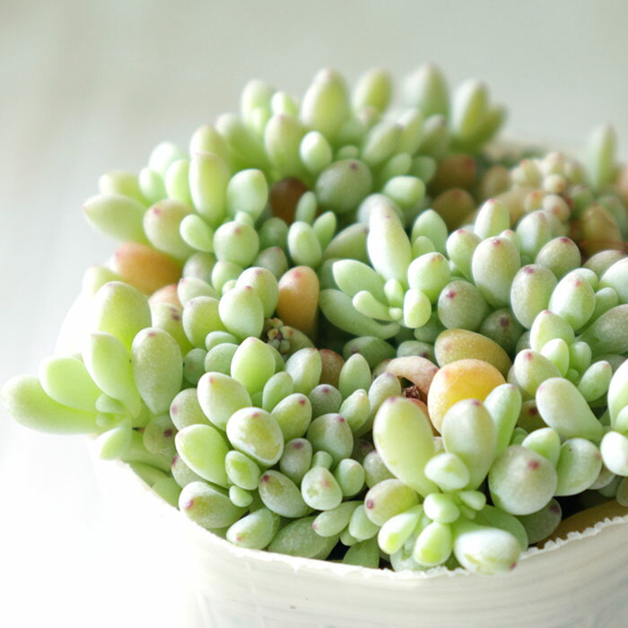 希少　レア品種　多肉植物　クラッスラ　『ネモロサ』　1カット(根っこ有りません) 希少 レア品種 多肉植物 クラッスラ 『ネモロサ』 1カット(根っこ有り