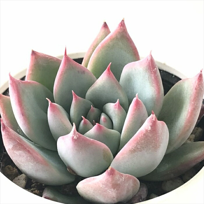 楽天市場】【楽天スーパーセール P5倍】 多肉植物 hmエケベリア ケー