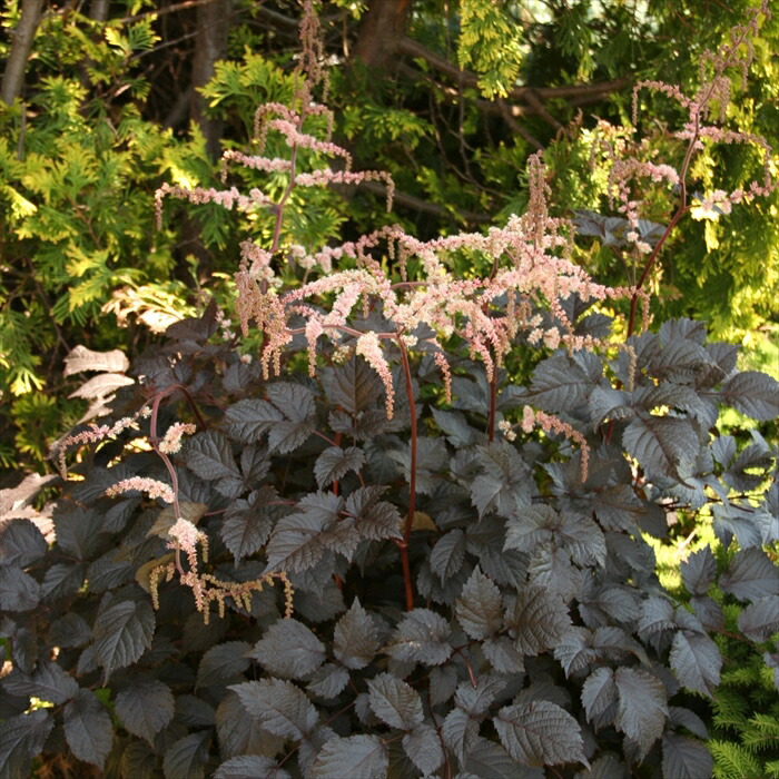 楽天市場】ペンステモン 苗 ダークタワー 12cmポット 大株 多年草