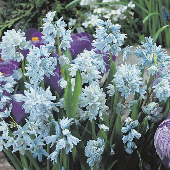 楽天市場】花の大和 球根 水仙 八重咲き ホワイトライオン 2球