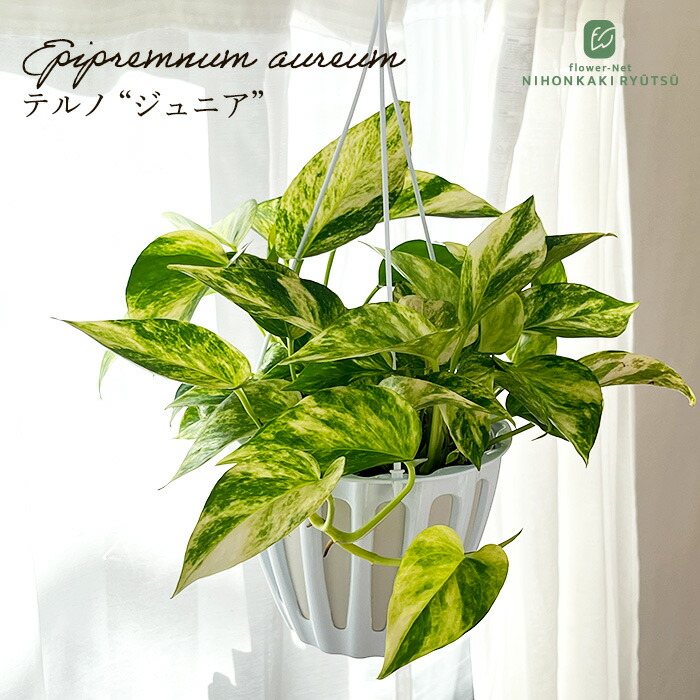 ポトステルノランコントル　カット発根済み 1葉っぱサイズ約13cm　1 ポトス テルノランコントル - メルカリ