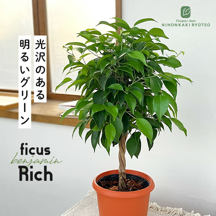 楽天市場】観葉植物 斑入りパキラ ミルキーウェイ 5号鉢 パキラ 送料