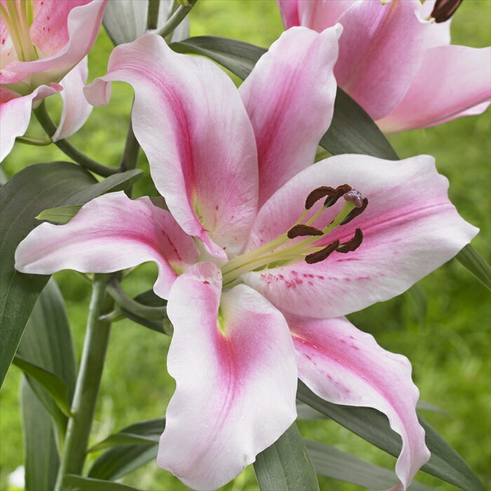 予約販売 花の大和 1球 10月中旬以降発送 ゆり オリエンタルリリー フロンテラ ユリ 球根 百合 花香る百合 福袋セール 球根