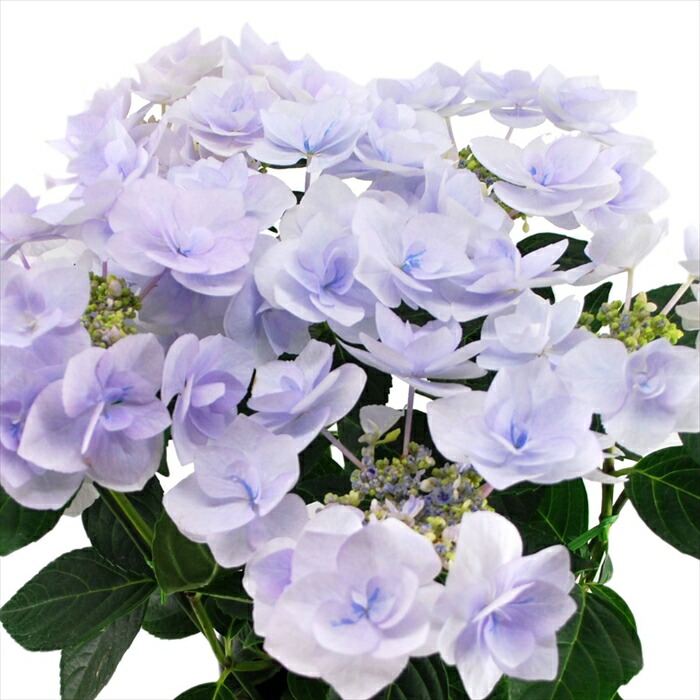 美空 限定MD 紫陽花の咲く道 最新な 紫陽花の咲く道｜ま➖ 邦楽 - 邦楽
