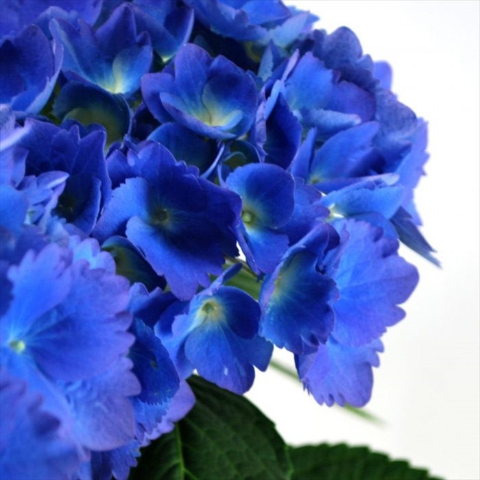 あじさい様用 花咲き過ぎ】アジサイ（紫陽花・あじさい） トワイライト