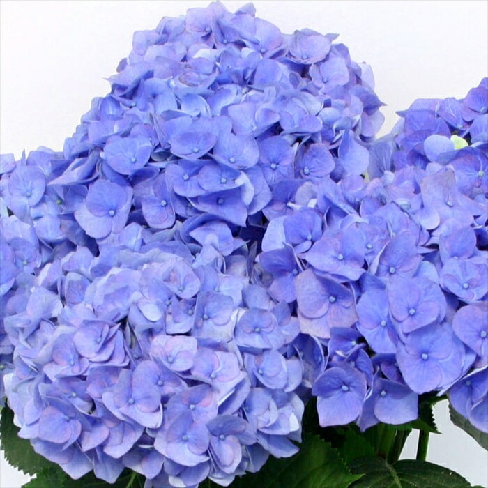 あじさい様用 花咲き過ぎ】アジサイ（紫陽花・あじさい） トワイライト