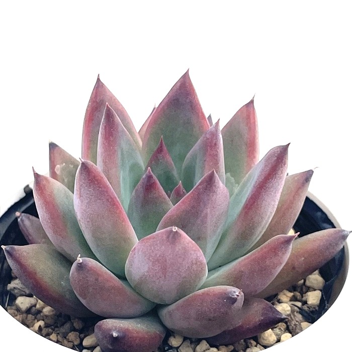 H*u様 多肉植物エケベリア 実生苗セット【中里リンゼアナ×二瓶