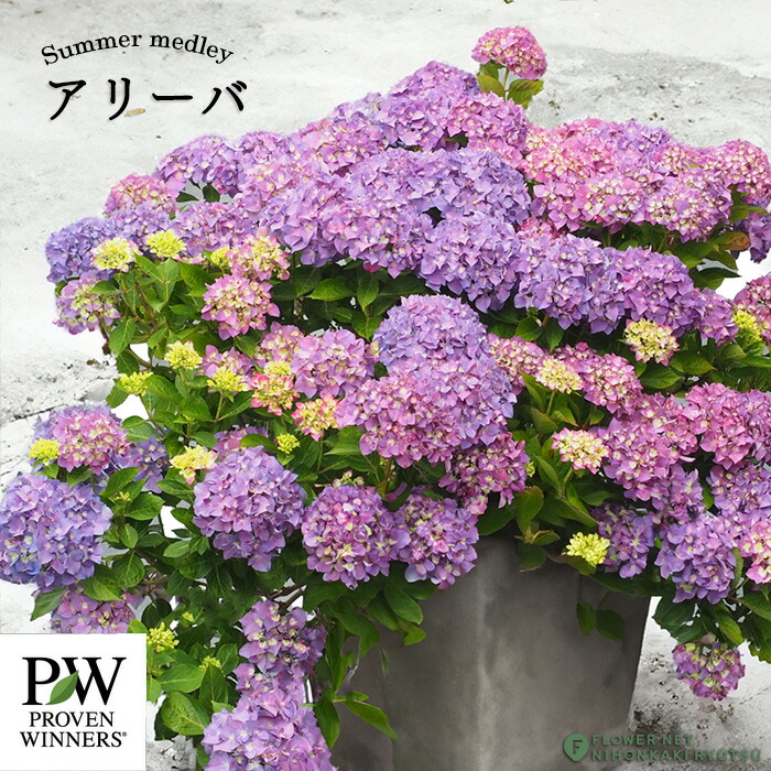 アジサイ アジサイ：アフターミッドナイト3.5号ポット の通販 | 園芸ネット