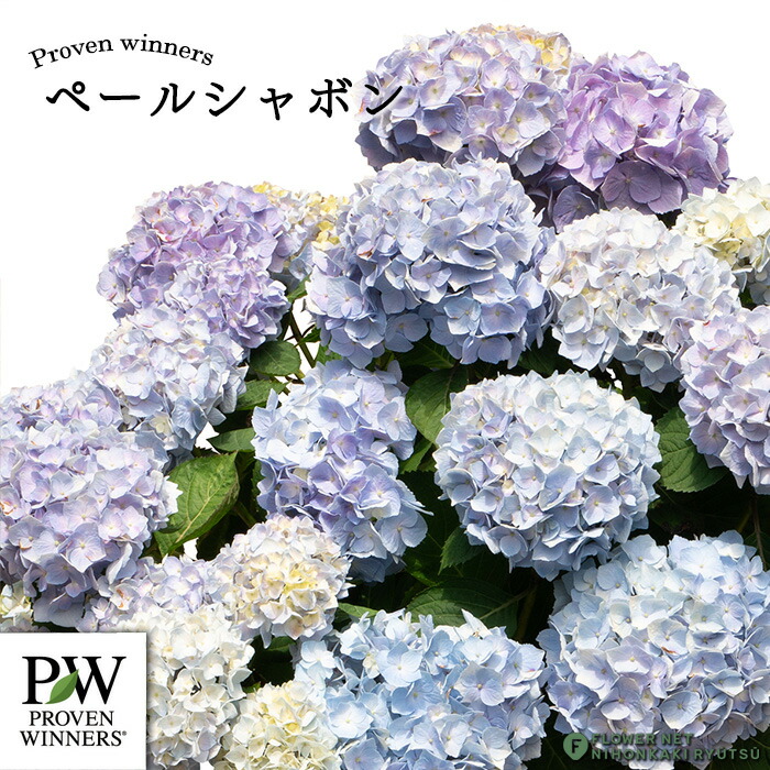 楽天市場】アジサイ フレンチボレロ 10.5cmポット ラグランジア