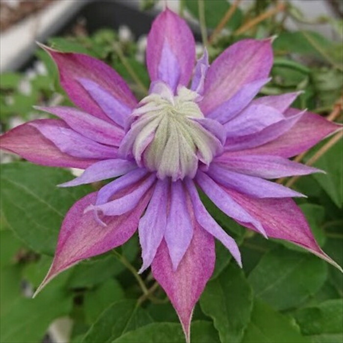クレマチスレディキョウコ(鉢植え)満「2020年6月からの花便り