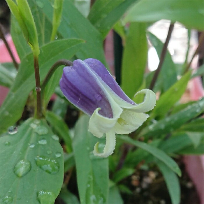 クレマチス　苗　④ 22399_1.jpg