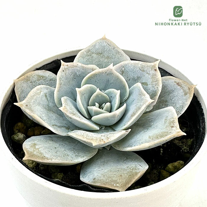 楽天市場】多肉植物 sizセダム あんず玉 多肉植物 雫ファームさん苗