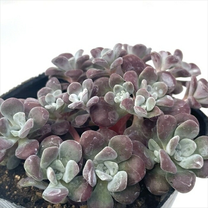 楽天市場】多肉植物 seセダム ルベンスリザード 多肉植物 セダム 楽天市場】多肉植物 seセダム ルベンスリザード 多肉植物 セダム