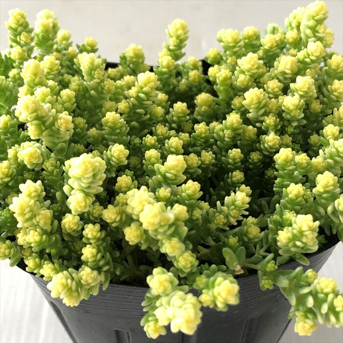 楽天市場】多肉植物 hmカランコエ 福兎耳 雪だるま 多肉植物