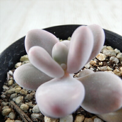 楽天市場】多肉植物 hmクラッスラ ルドリップ 多肉植物 クラッスラ 6cm