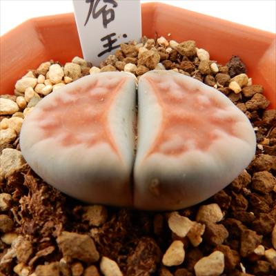 専用❤️速達付き同梱-200円多肉植物　リトープス　朝貢玉 鉢のまま 16204_1.jpg