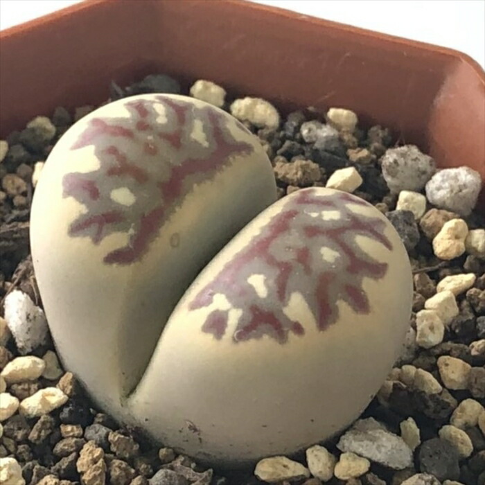 専用❤️速達付き同梱-200円多肉植物　リトープス　朝貢玉 鉢のまま labicats_verruculosa