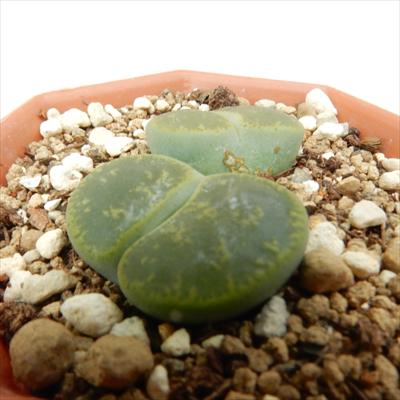 楽天市場】多肉植物 asリトープス 蛇酔玉 多肉植物 メセン 6cm