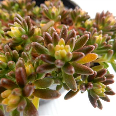 楽天市場】多肉植物 seセダム ルベンスリザード 多肉植物 セダム 9cm