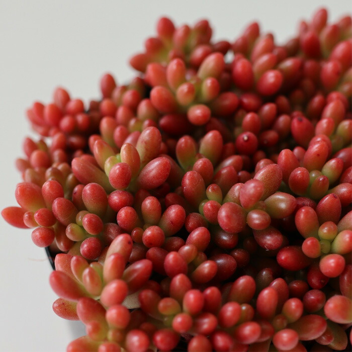 楽天市場 多肉植物 Seセダム ばらまき虹の玉 多肉植物 ニジノタマ セダム 7 5cmポット フラワーネット 日本花キ流通