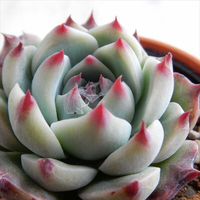 楽天市場】多肉植物 skエケベリア チェリークイーン 多肉植物