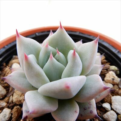 楽天市場】多肉植物 skエケベリア チェリークイーン 多肉植物