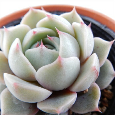 楽天市場】多肉植物 hmエケベリア 桃太郎 多肉植物 エケベリア