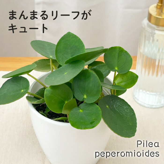 楽天市場】観葉植物 ホヤ パキクラダ 10.5cmポット 観葉植物 小型