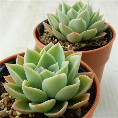 超特価sale開催 パンジー 多肉植物 フラワー ガーデン Www Thjodfelagid Is