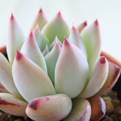 楽天市場】多肉植物 swkエケベリア 二瓶リンゼアナ 実生 送料無料 多肉