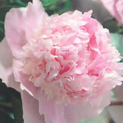 楽天市場 予約販売 宿根草の咲く庭 西洋芍薬 エデンズパフューム 宿根草苗 12cmポット ガーデニング 多年草 4月中旬以降発送 フラワーネット 日本花キ流通