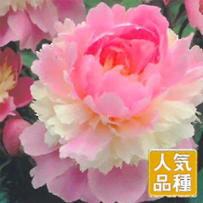 楽天市場 予約販売 宿根草の咲く庭 西洋芍薬 ソルベット 宿根草苗 12cmポット ガーデニング 多年草 11月中旬以降発送 フラワーネット 日本花キ流通