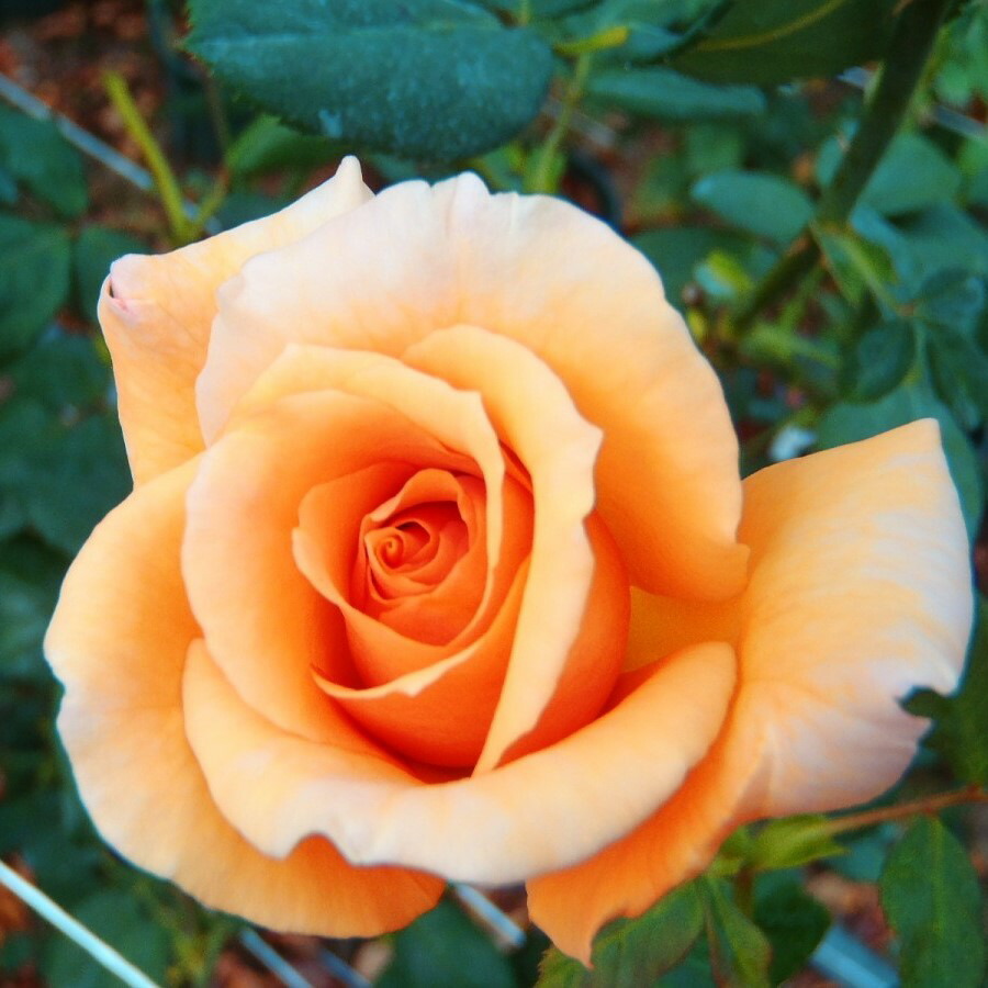 楽天市場】予約販売 バラ苗 バラ大苗 つるバラ ジュリア 薔薇