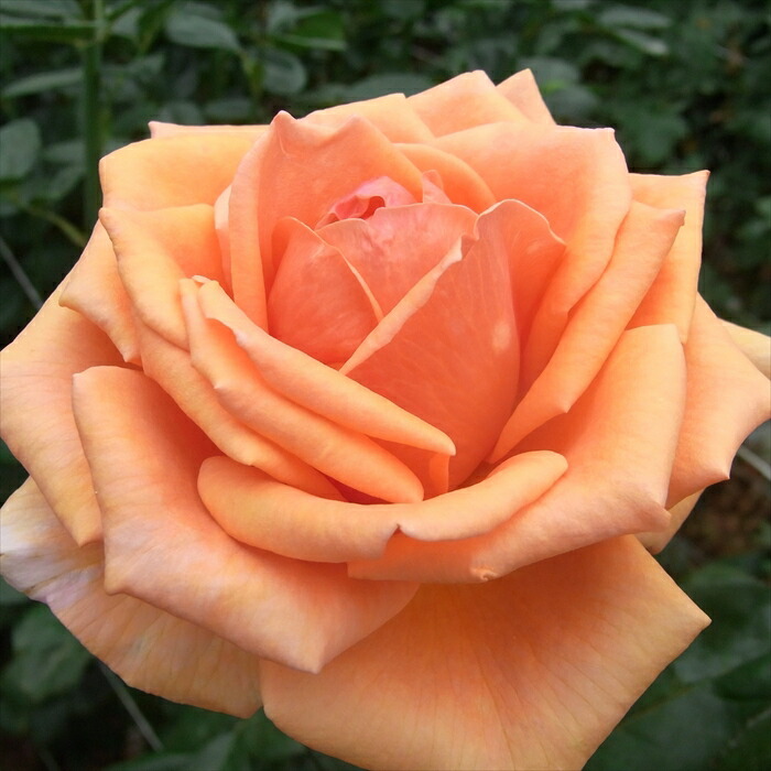 ⭐つる薔薇・ 四季咲荒城の月⭐ 楽天市場】◇開花後強剪定株 花芽なし◇ バラ 苗 【つるバラ