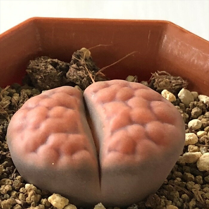 楽天市場】多肉植物 asリトープス 蛇酔玉 多肉植物 メセン 6cm
