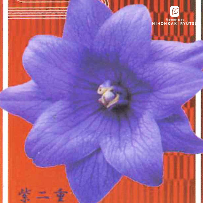 楽天市場】桔梗(キキョウ)苗 高性種 一重咲き 紫絞り咲き 3号苗