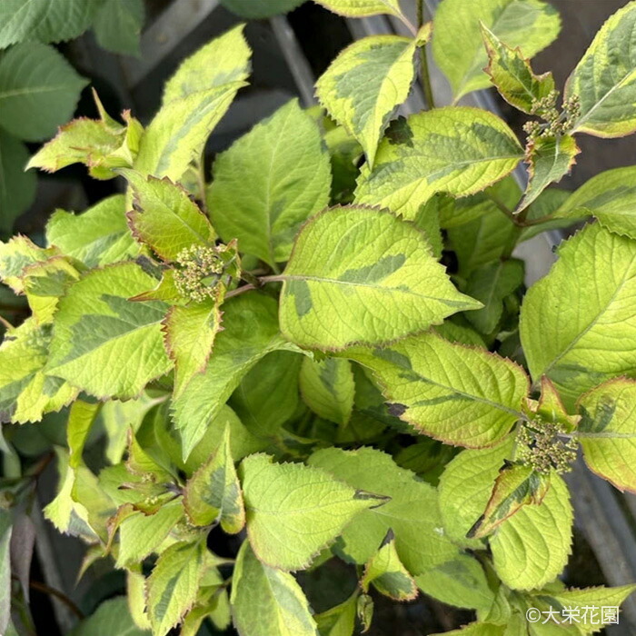 楽天市場】アジサイ カラフルランジア インカ 10.5cmポット 斑入り