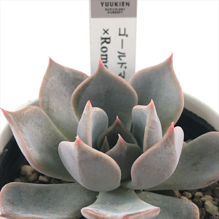 楽天市場】多肉植物 O'sエケベリア キングクリムゾン×クリス