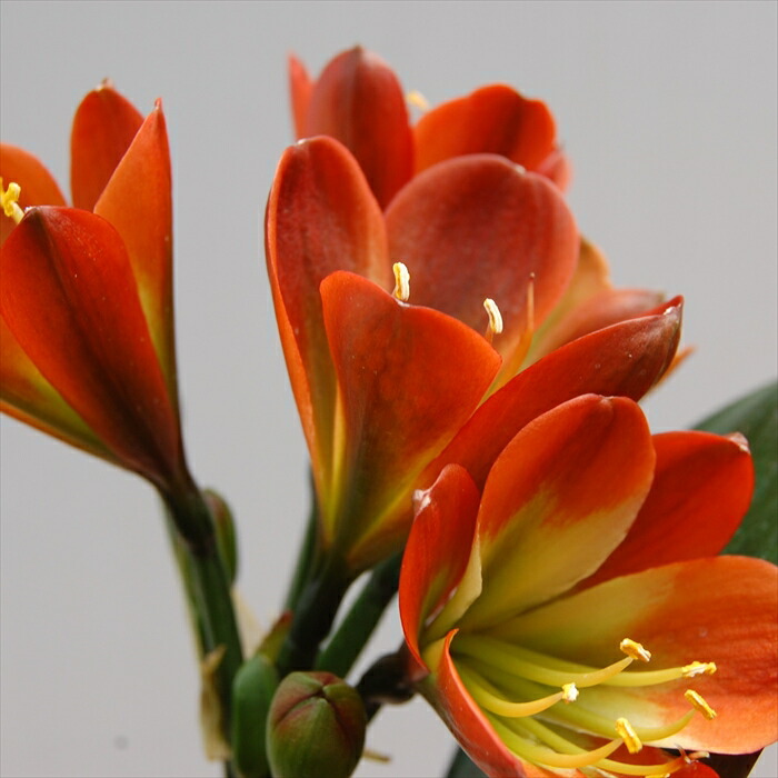 楽天市場】【現品発送】斑入りクンシラン（君子蘭）5号鉢植え「M303