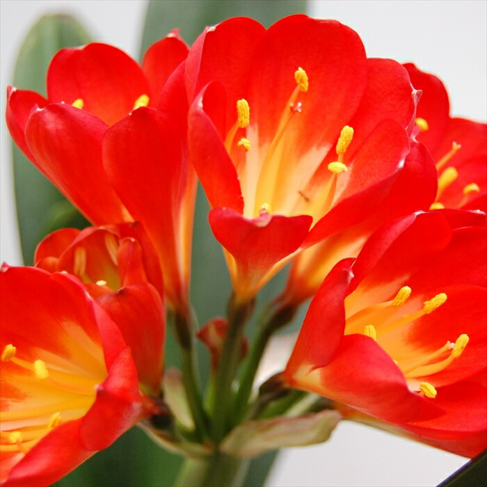 楽天市場】予約販売 君子蘭 ボタン咲 オレンジ花 5号鉢 花芽付き